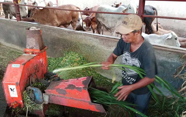 Kelebihan-mesin-pencacah-rumput-Gajah